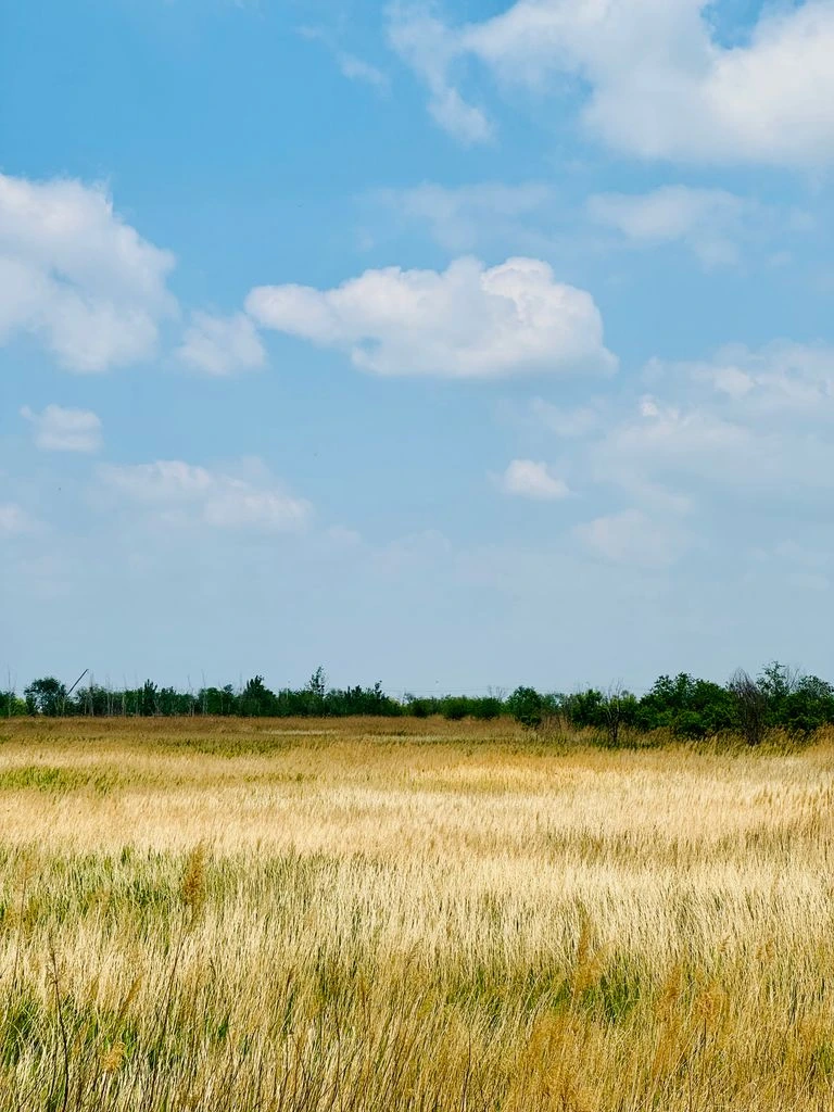 A 22-acre prairie and meadow restoration property in late autumn, with dormant native grasses, standing goldenrod stalks, and a mowed path into the stand.